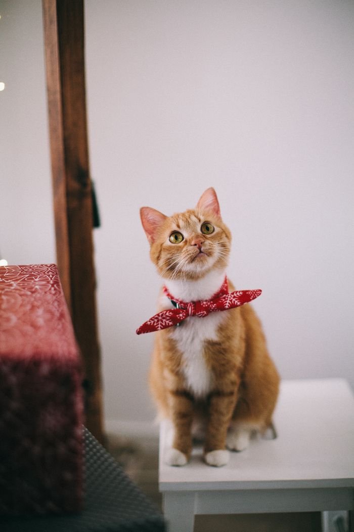 Benessere e cura gatto